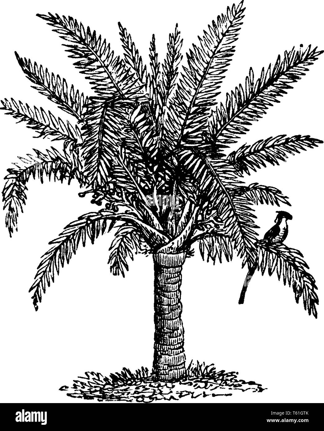 Una foto di sago Palm tree. Il sago Palm è un nome comune per diversi impianti che sono utilizzati per produrre un cibo amidaceo noto come sago. Palm ha molti da Illustrazione Vettoriale