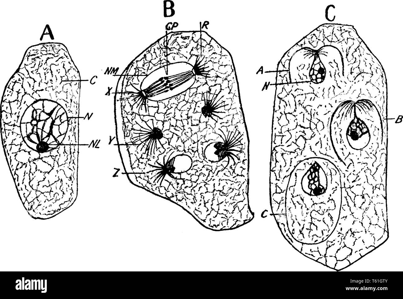 Una foto che mostra cella libera formazione di spore in Arcus di Erysiphe Communis, vintage disegno della linea di incisione o illustrazione. Illustrazione Vettoriale