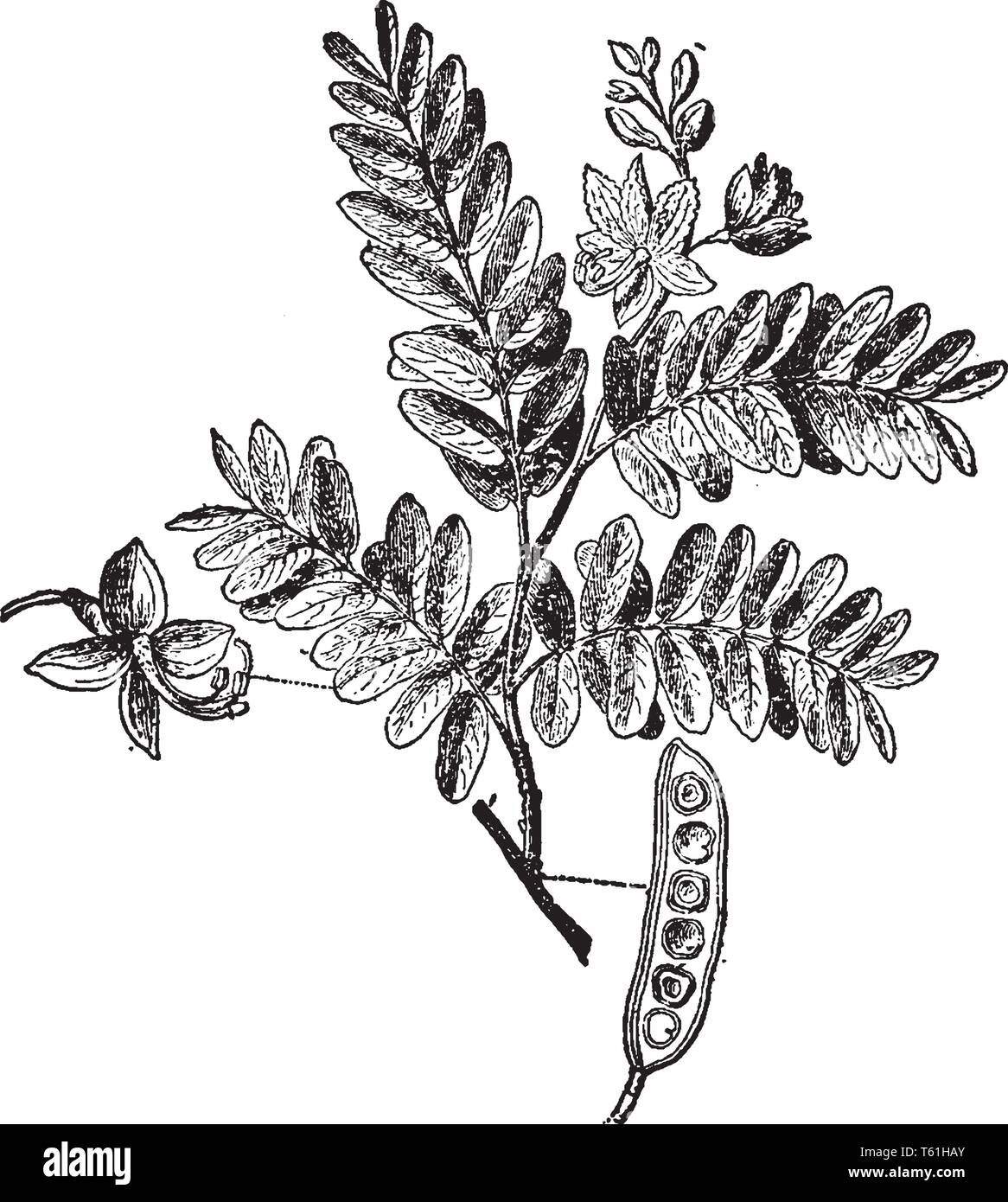 Un albero tropicale della famiglia del legume, la cui baccelli vengono utilizzati nella produzione di cibo e bevande, vintage disegno della linea di incisione o illustrazione. Illustrazione Vettoriale