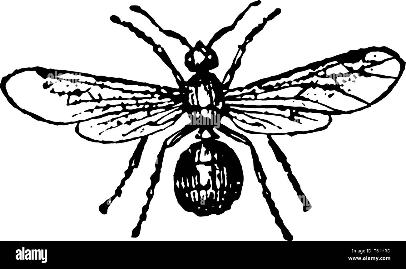 Femmina nero di cenere Ant che impiegano un mortaio ad accrescere la loro collinette allo stesso tempo vintage disegno della linea di incisione o illustrazione. Illustrazione Vettoriale