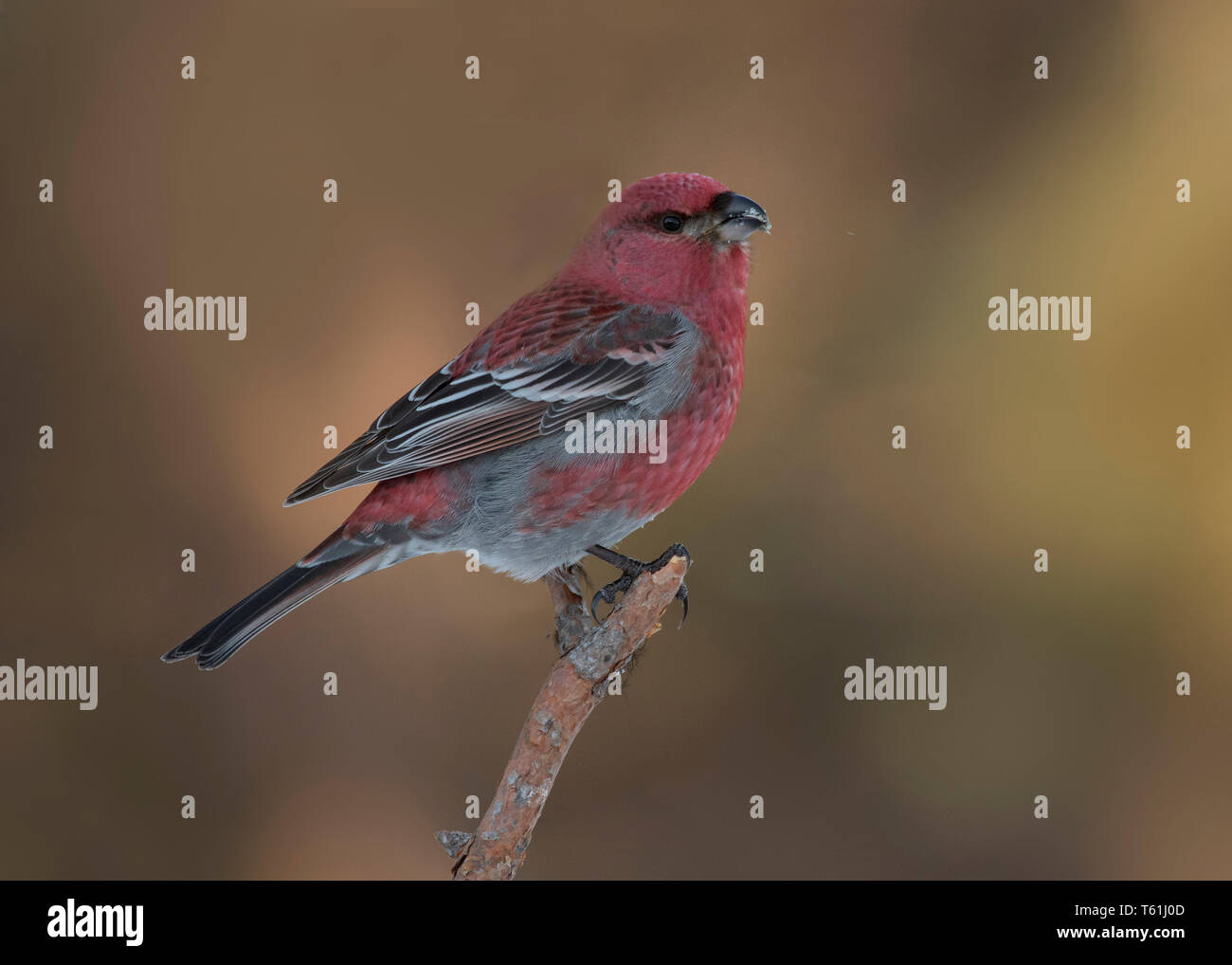 Pino maschio Grosbeak, Kaamanen, Finlandia Foto Stock