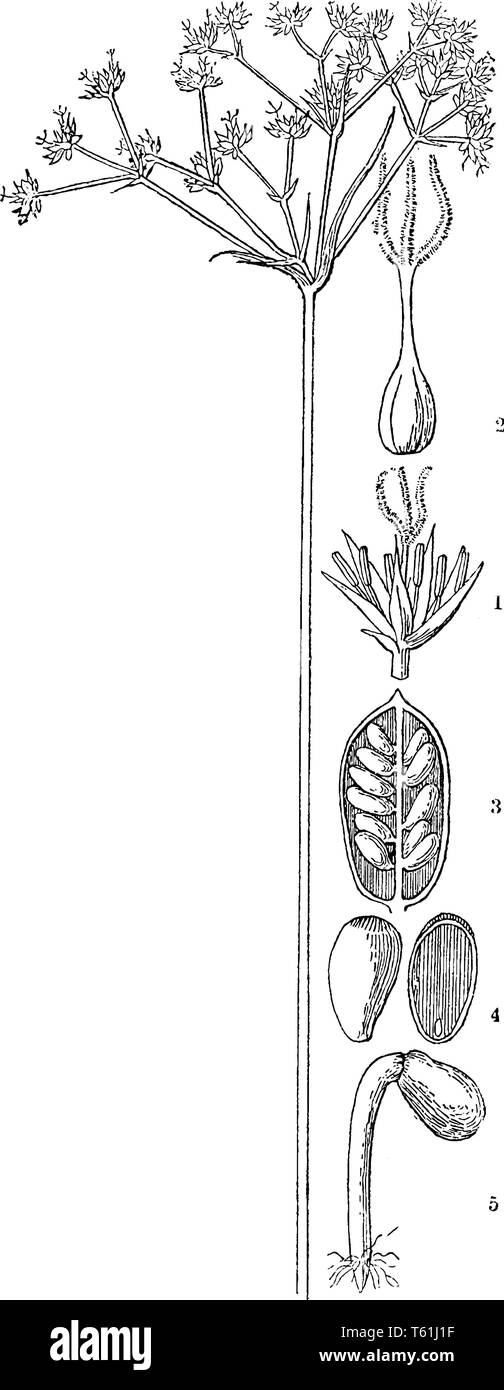 Una foto che mostra una forte rush fiorito. Si tratta di pianta flowering. Questa immagine mostra i componenti interni del fiore: fiore, seme, ovaia, pistillo, Illustrazione Vettoriale