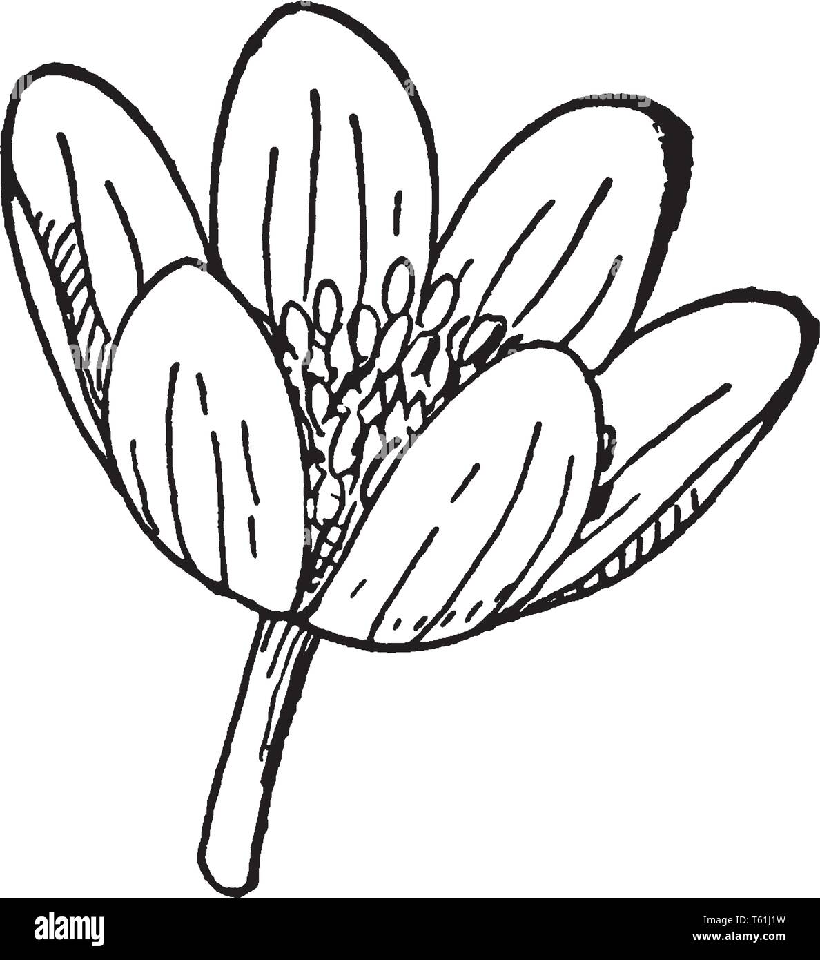 Una foto mostra un fiore della pianta di anemone che è anche noto come il vento fiore. Si ha un bel giallo tenue fiori che sono a forma di coppa, vintage l Illustrazione Vettoriale