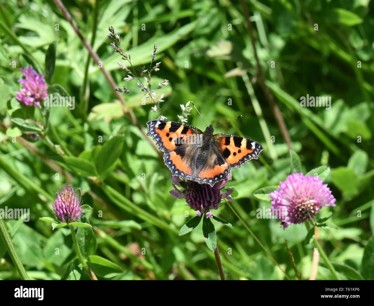 La piccola tartaruga butterfly Aglais urticae su un fiore Foto Stock