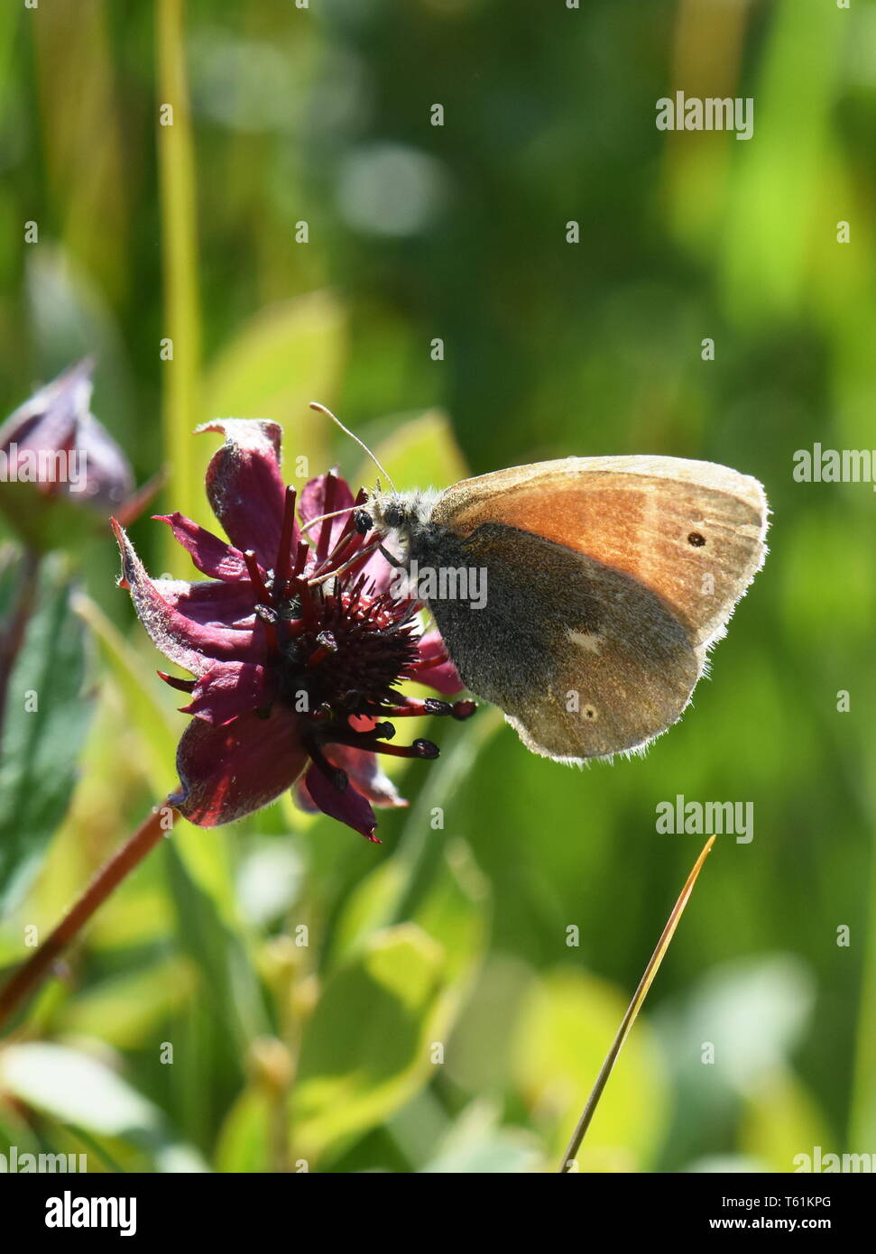 Il grande heath anello comune butterfly Coenonympha tullia seduto su una palude cinquefoil Foto Stock