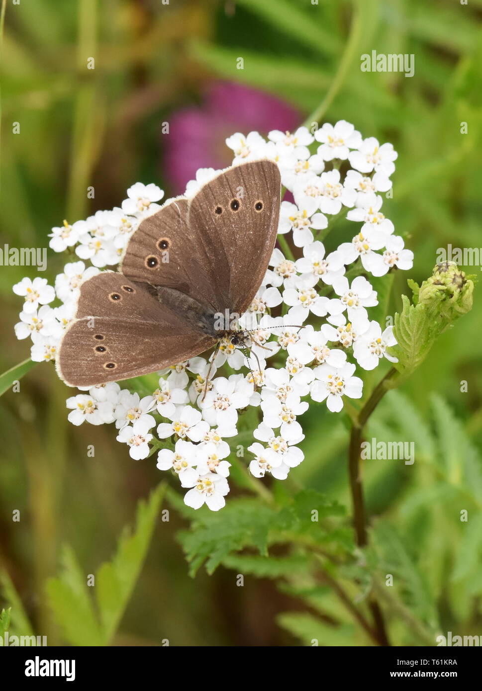 L'anello butterfly Aphantopus hyperantus su un fiore bianco Foto Stock