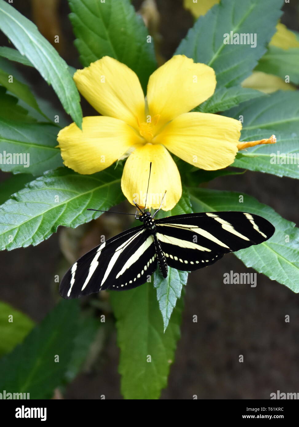 La zebra longwing butterfly Heliconius charithonia su un fiore giallo Foto Stock