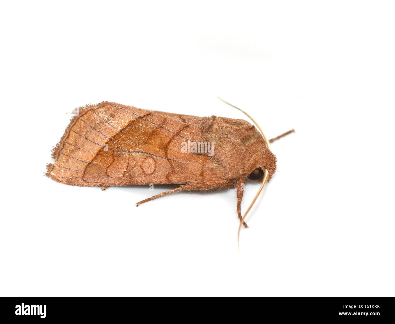 Il rosato falena rustico Hydraecia micacea isolati su sfondo bianco Foto Stock