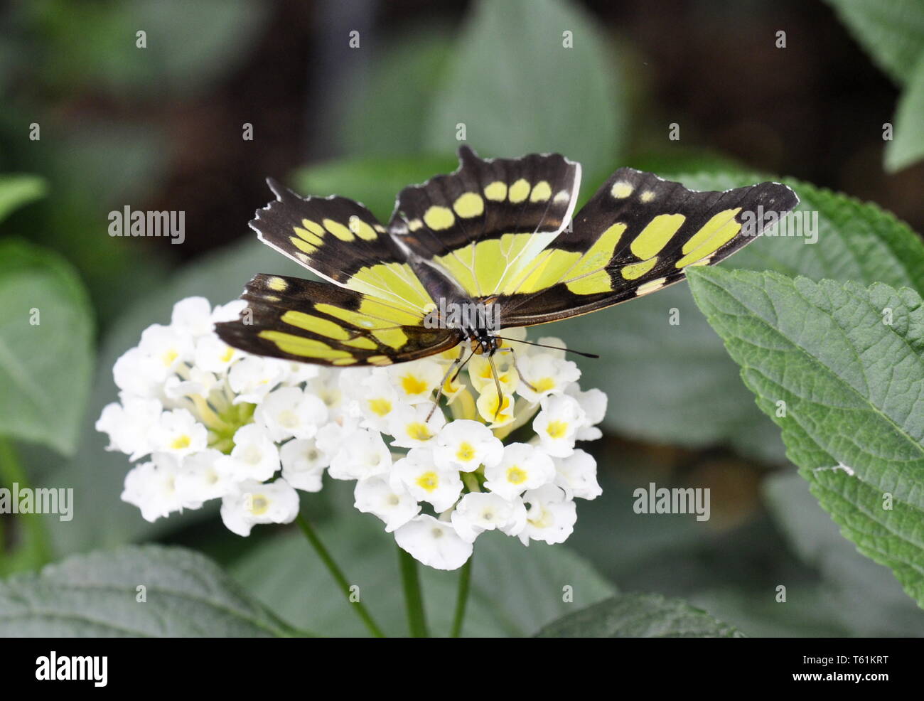Malachite butterfly Siproeta stelenes su un fiore bianco Foto Stock