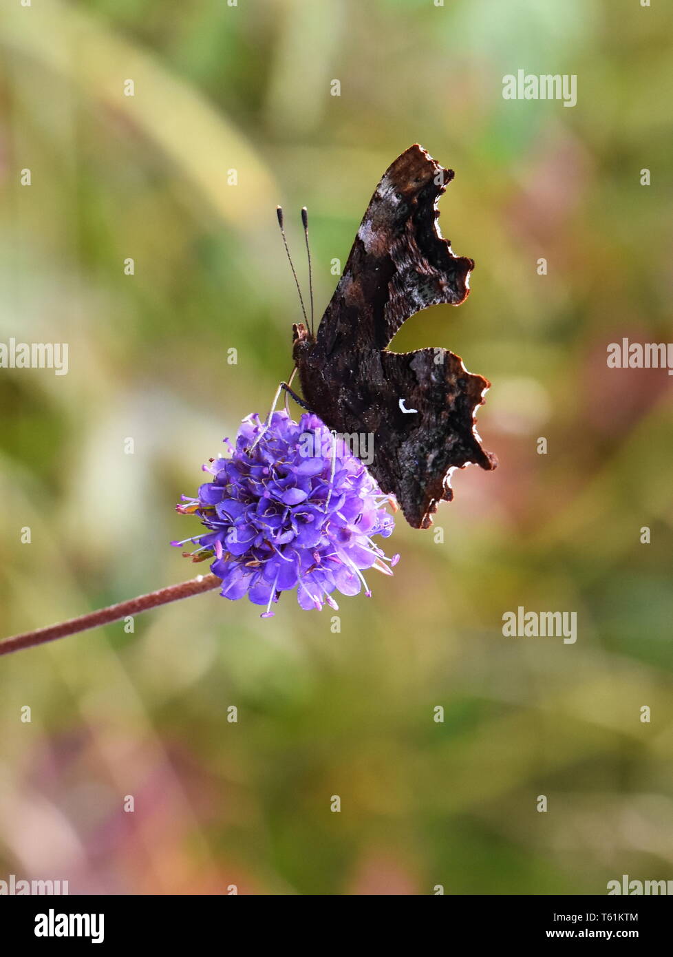 Virgola butterfly Polygonia c-album che mostra la parte inferiore del parafango seduto su un fiore di colore viola Foto Stock