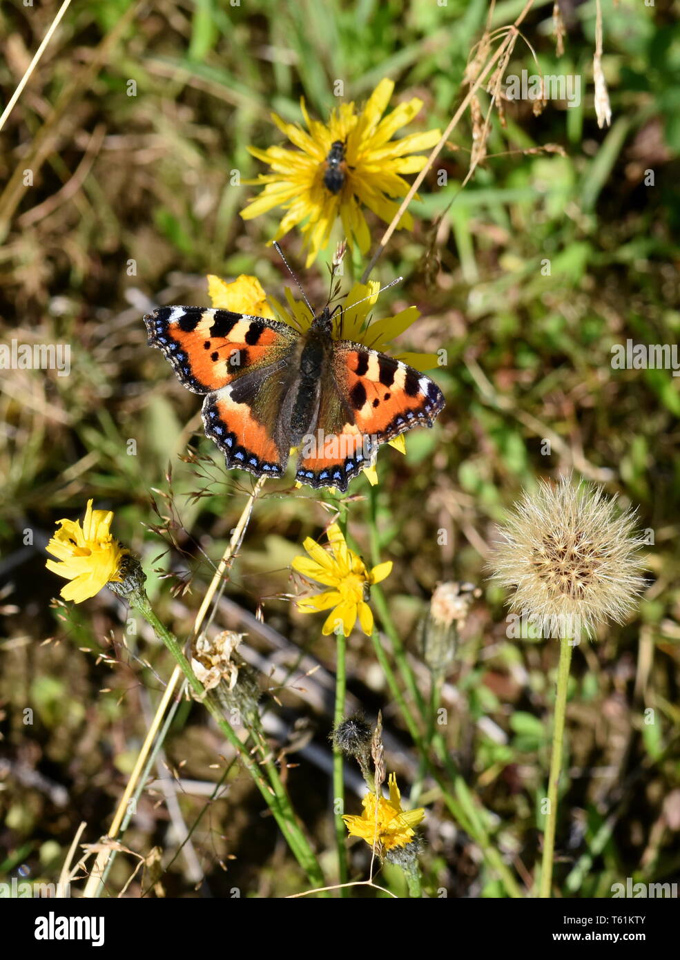 La piccola tartaruga butterfly Aglais urticae su un fiore Foto Stock