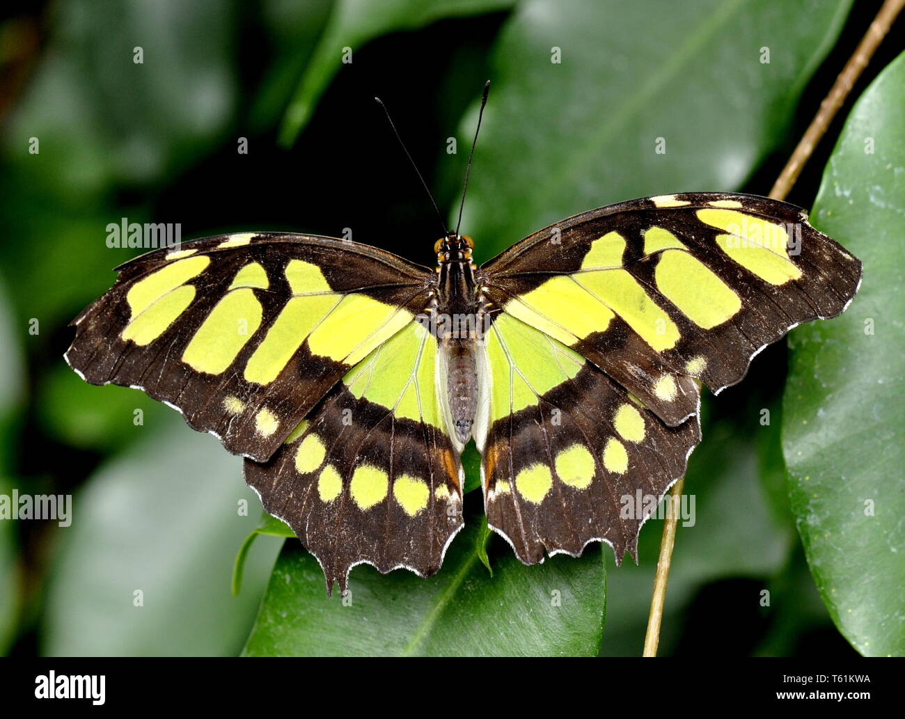 Malachite butterfly Siproeta stelenes nella vegetazione Foto Stock