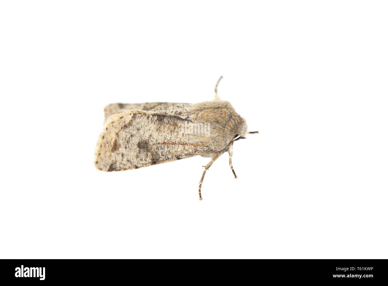 Offuscato scialbi moth Orthosia incerta su sfondo bianco Foto Stock