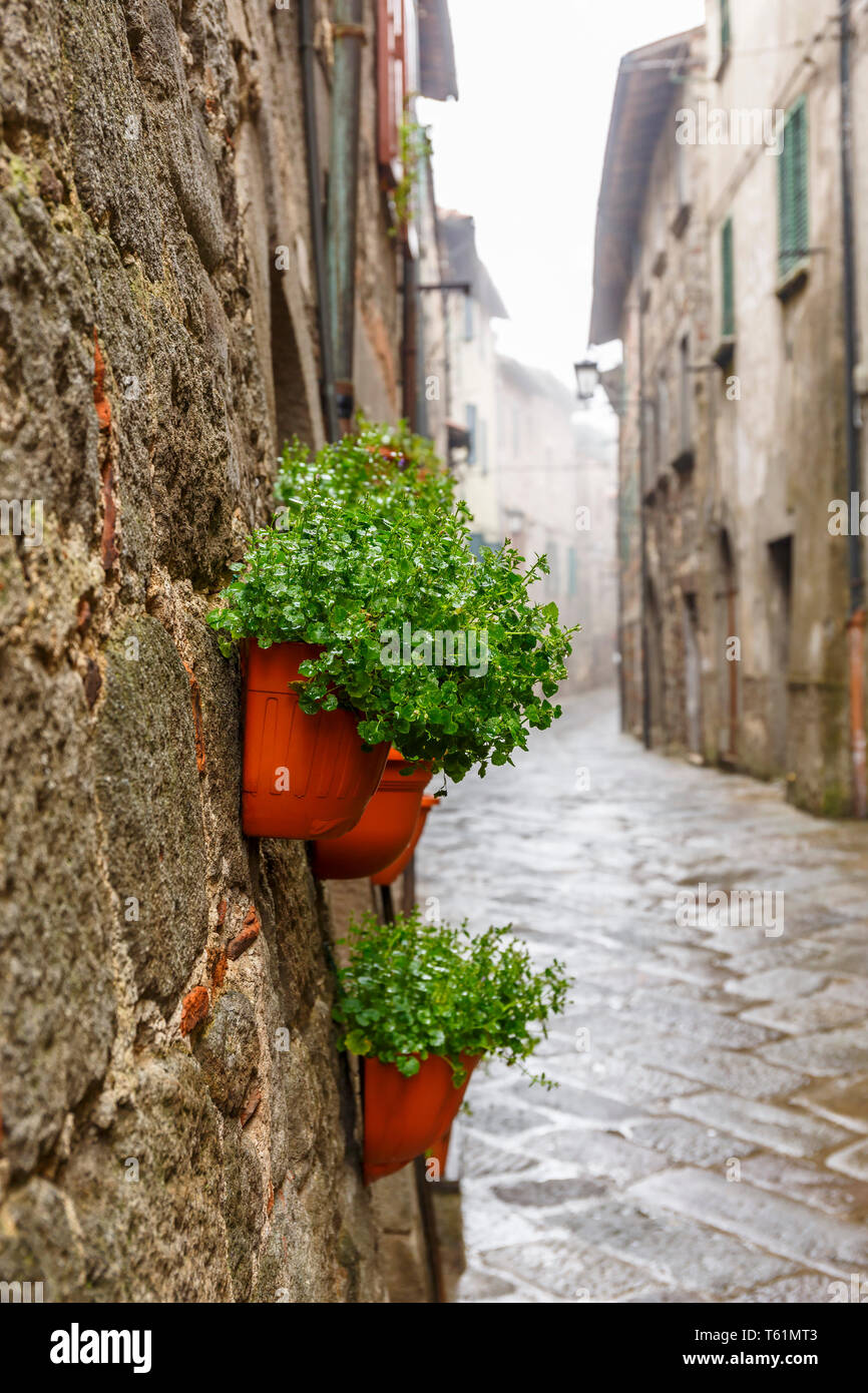 Piante verdi in vaso su una parete in un vicolo Foto stock - Alamy