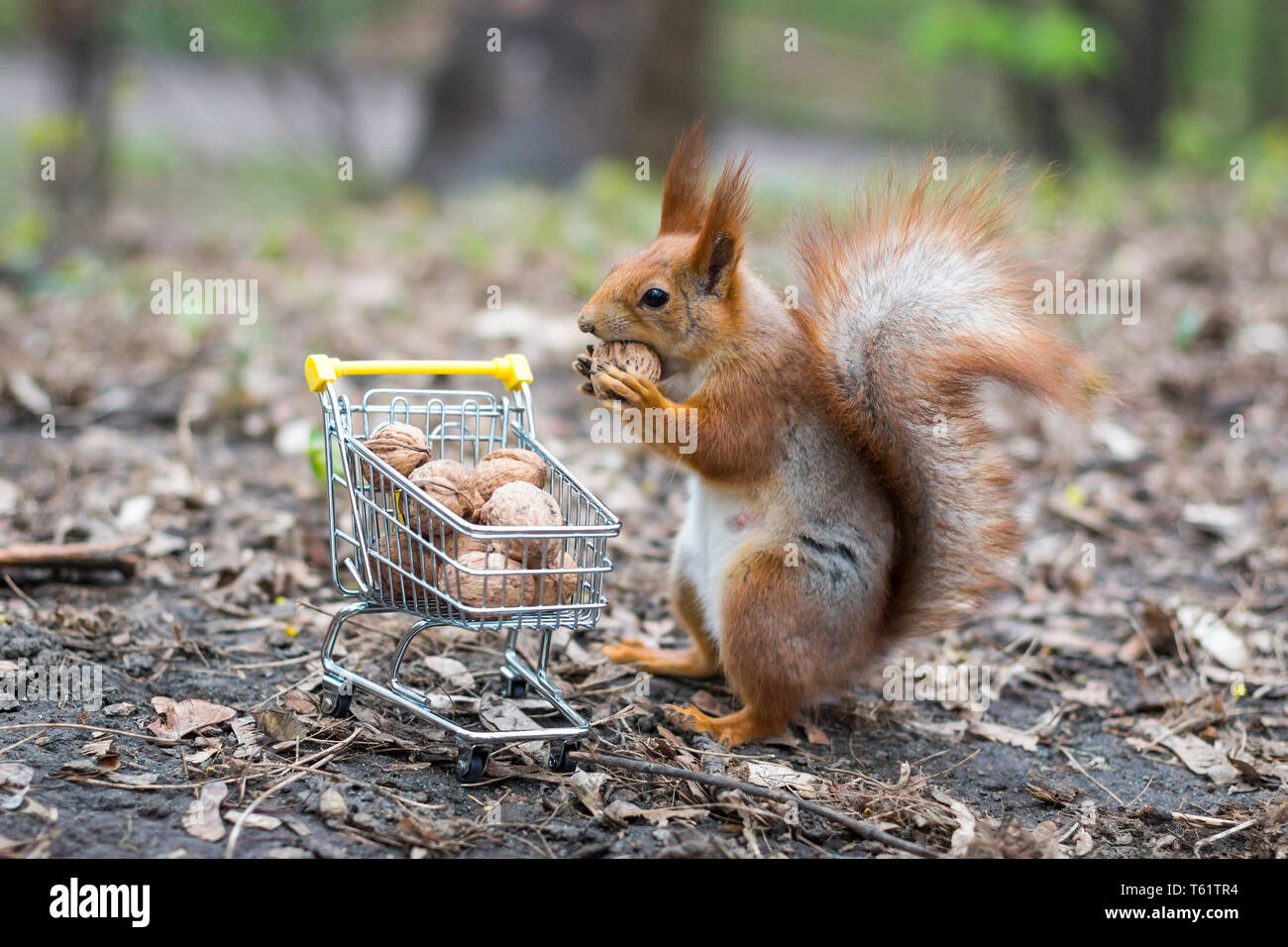Scoiattolo rosso va a fare shopping con la piccola carrello pieno di noci Foto Stock