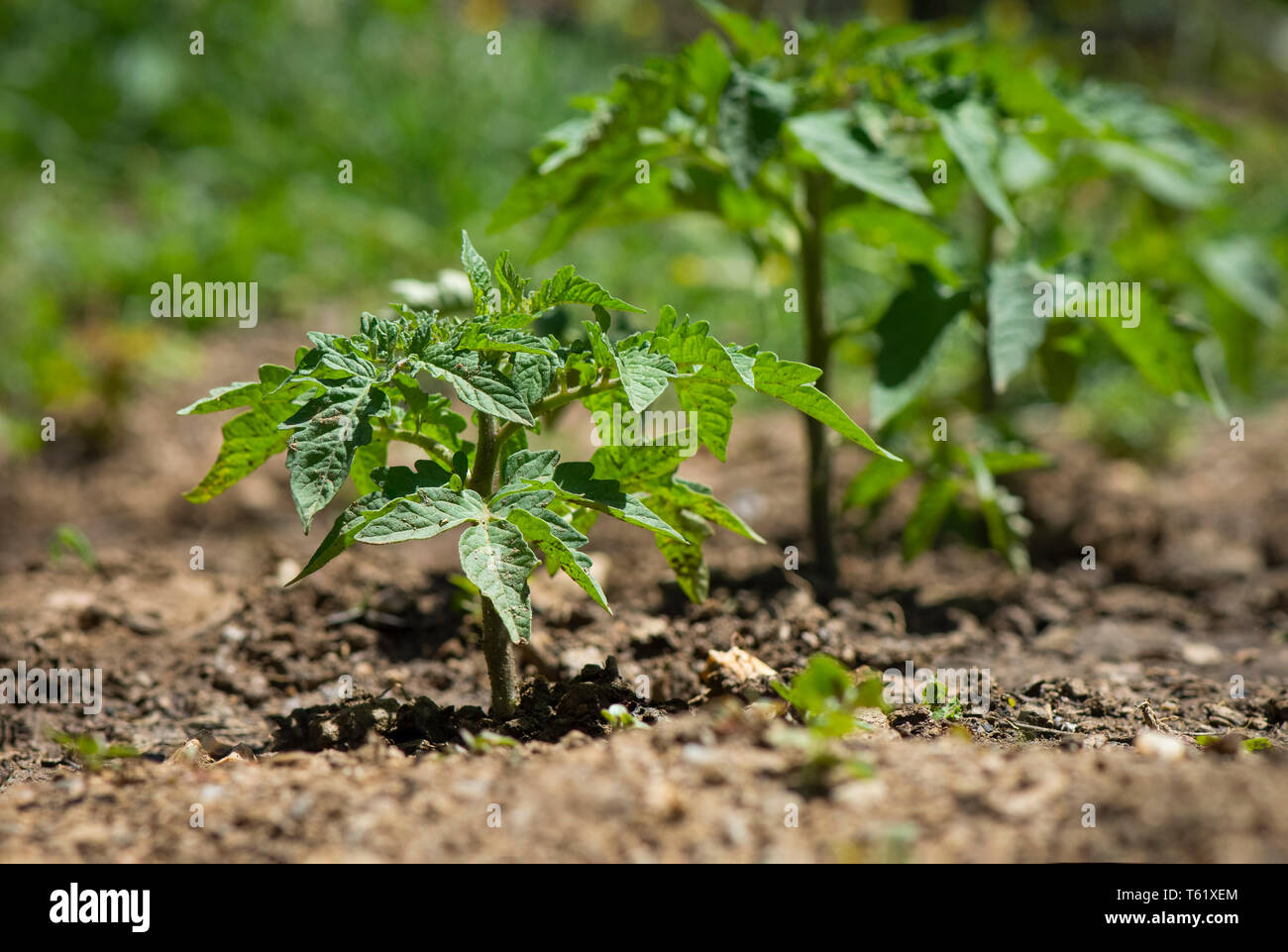Giovani pianta di pomodoro Foto Stock