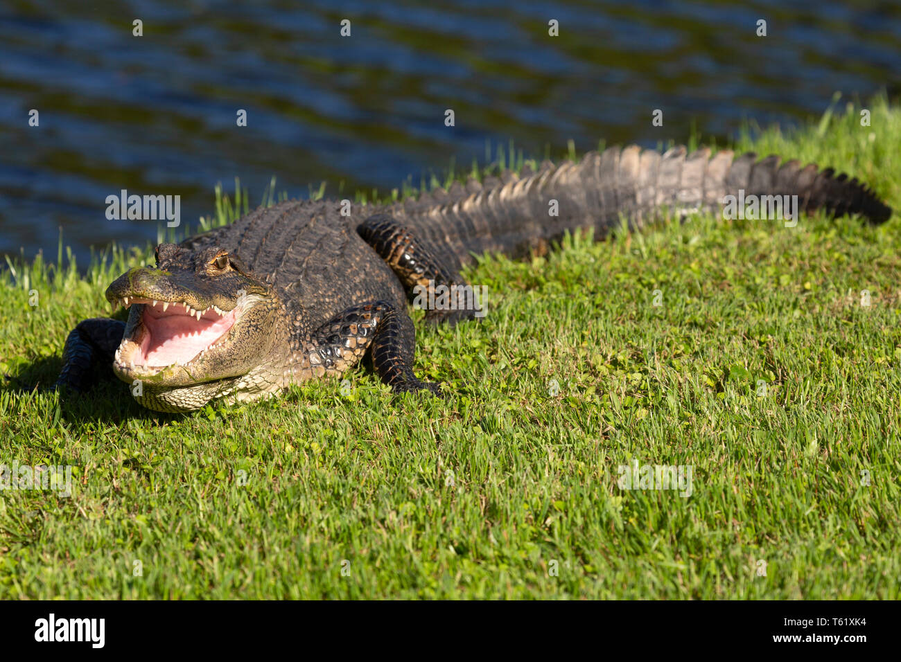 Il coccodrillo americano (Alligator mississippiensis) a Charleston in Carolina del Sud, Stati Uniti d'America. La creatura si crogiola al sole dall'acqua. Foto Stock