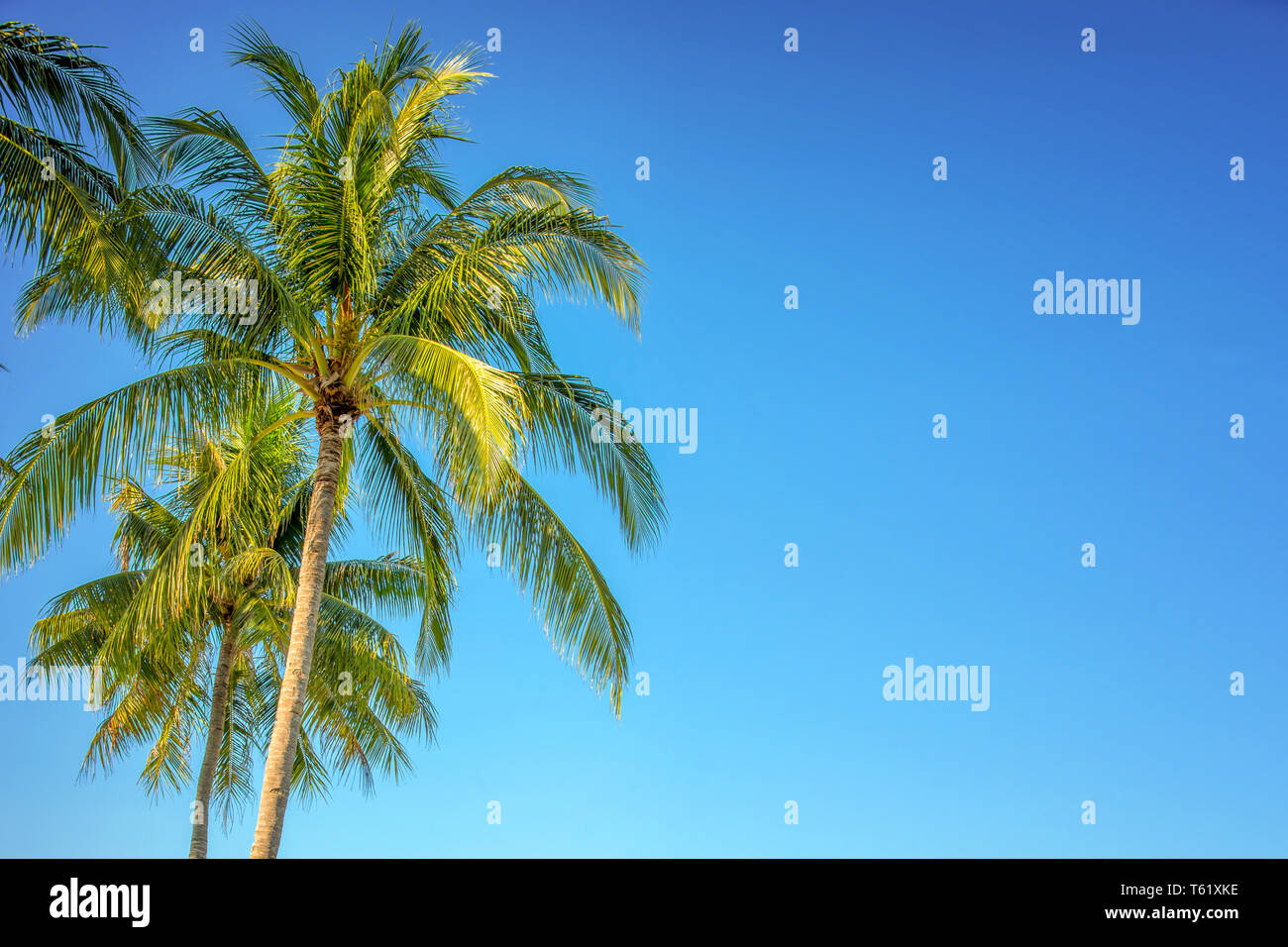 Palm tree sul cielo azzurro sfondo con spazio di copia Foto Stock