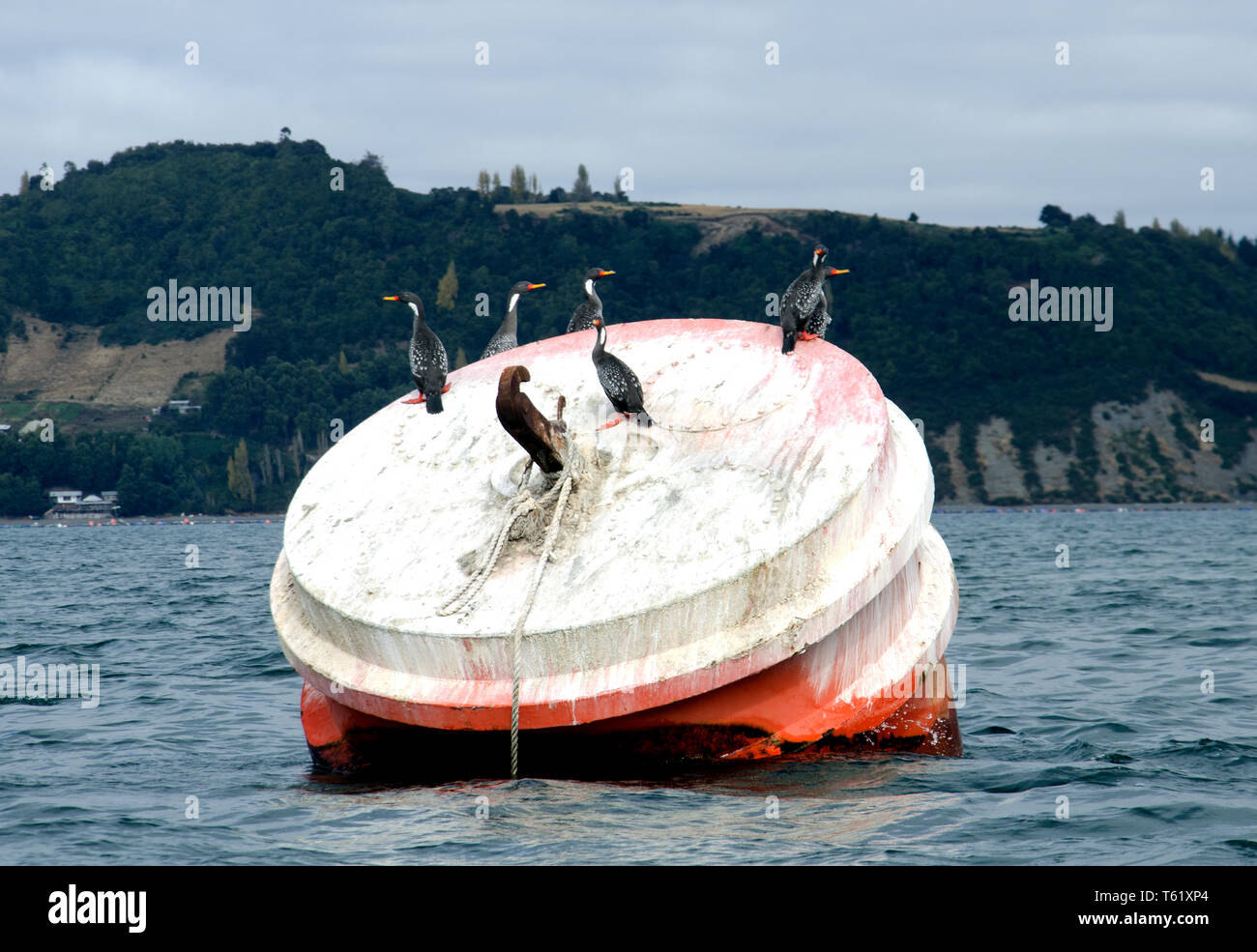 Rosso-footed cormorani appollaiarsi su un grande boa di Chiloé isola del porto Foto Stock