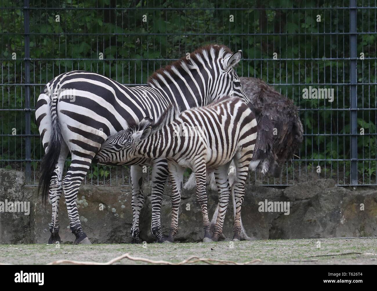 Muenster, Deutschland. 26 apr, 2019. firo: 26.04.2019 lo zoo, il giardino zoologico di MÃ nster, animali zebra, puledri, bevande a madre | Utilizzo di credito in tutto il mondo: dpa/Alamy Live News Foto Stock