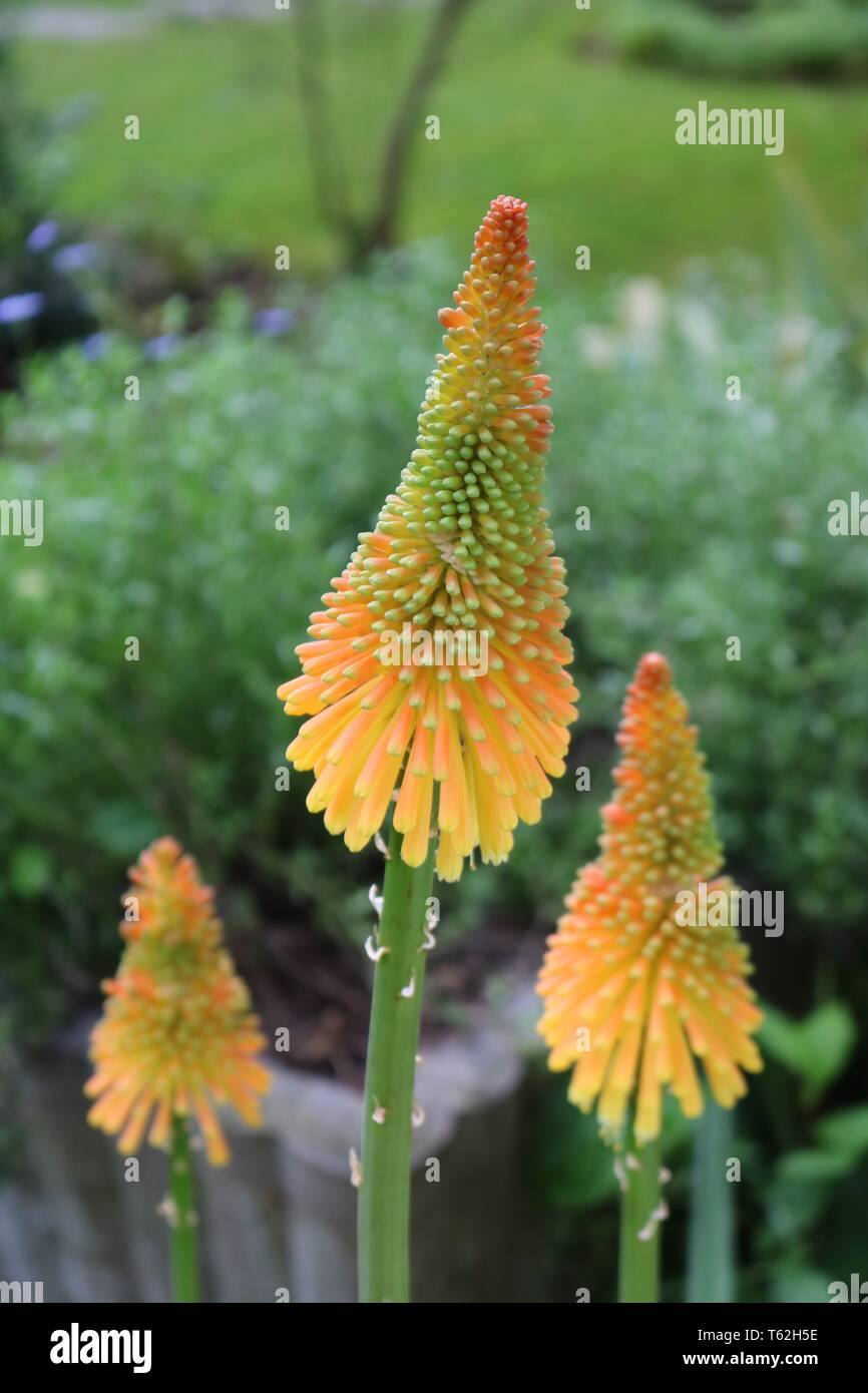 Tre kniphofia o red hot poker fiorisce in mango ghiaccioli colore Foto Stock