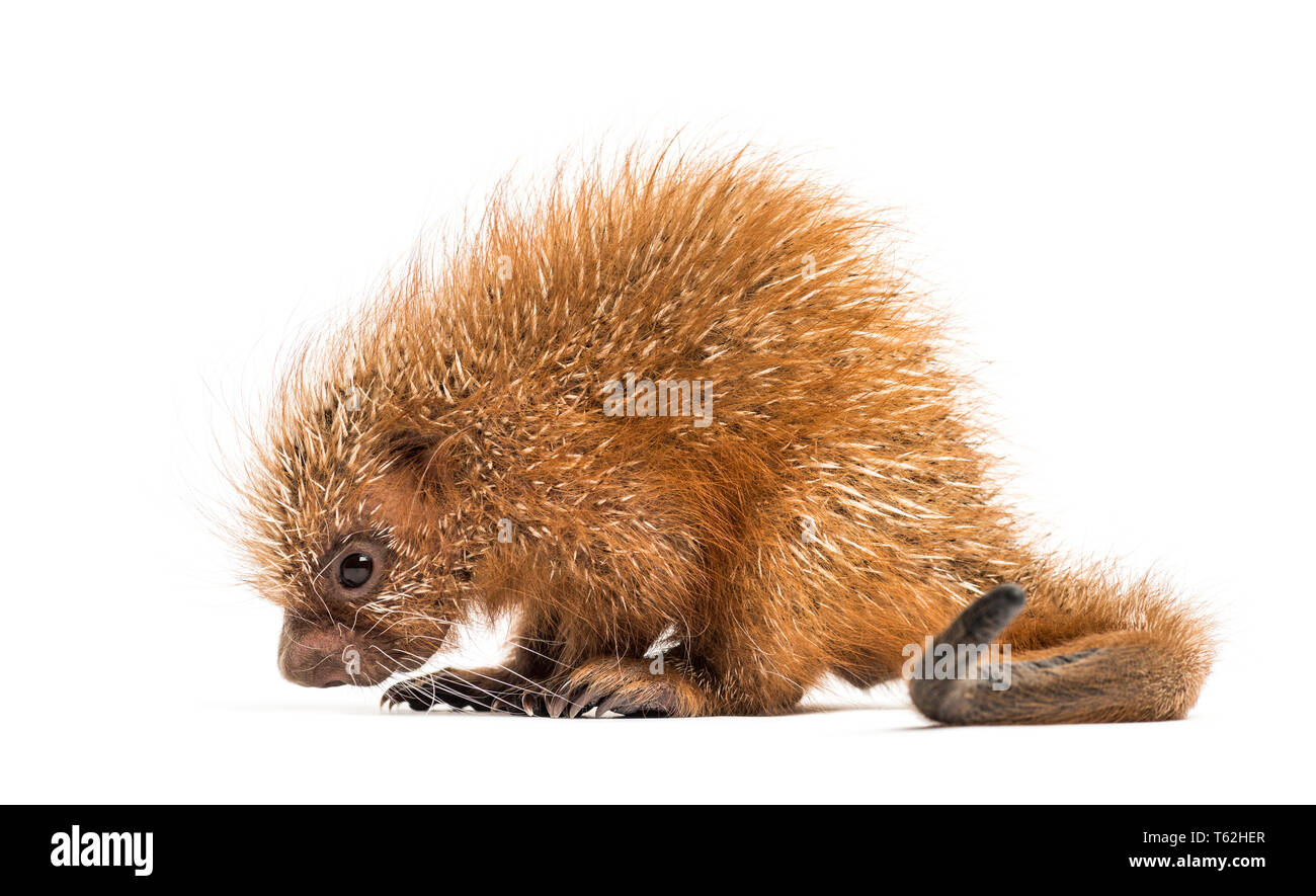 Prensili Pup-tailed istrice, prehensilis Coendou, isolata, 15 giorni Foto Stock