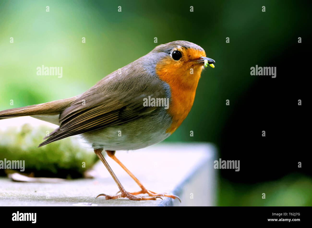 Red Robin mangiare worm verde Foto Stock