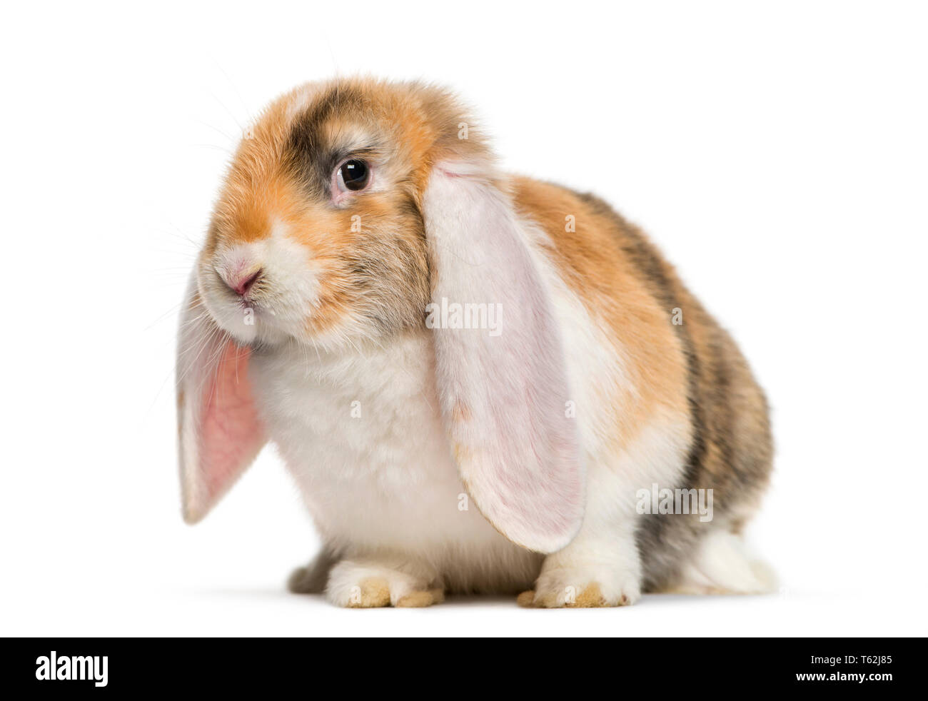 Il francese Lop rabbit davanti a uno sfondo bianco Foto Stock