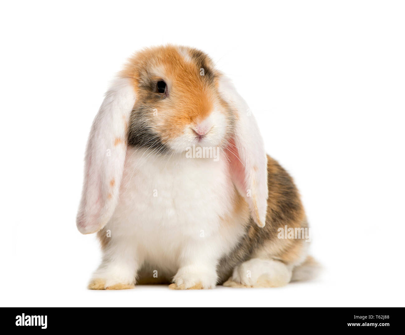 Il francese Lop rabbit davanti a uno sfondo bianco Foto Stock