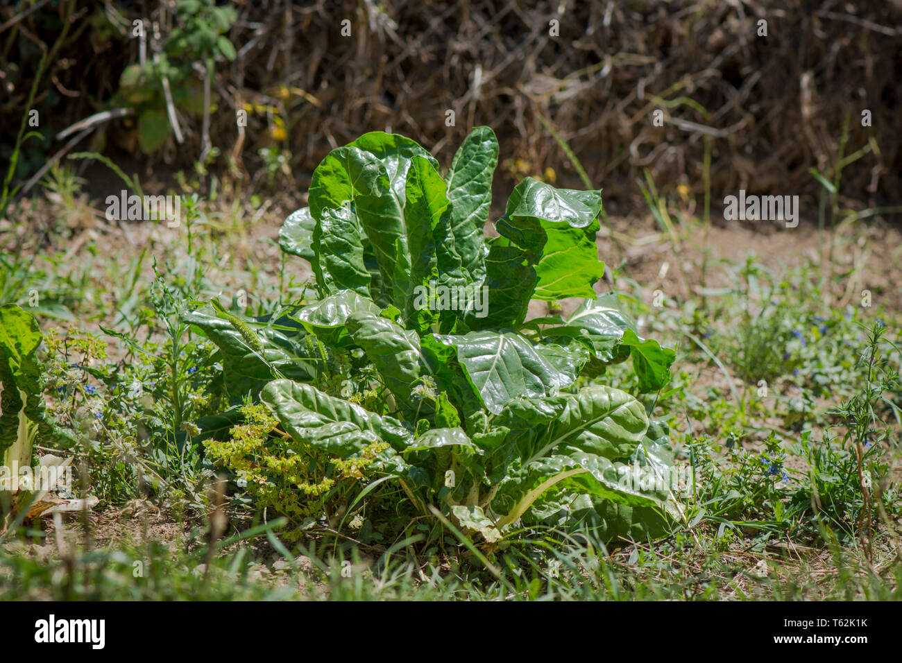 Le bietole crescente in un orto, Spagna. Foto Stock