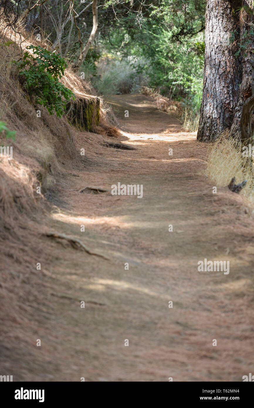 Ago coperto il sentiero attraverso una pineta vicino Refugio del Pilar a La Palma, Spagna con focus su sfondo. Foto Stock