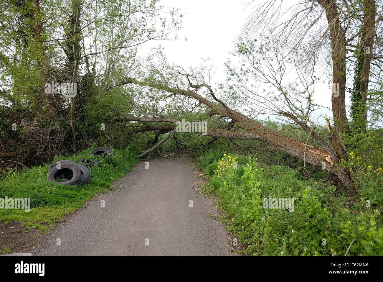 Aprile 2018 - Albero verso il basso attraverso una strada, recenti danni provocati dalla tempesta su una strada rurale vicino a Glastonbury, Somerset. Regno Unito Foto Stock