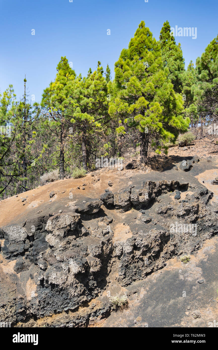 Alberi di pino su strati vulcanici a La Cumbre Vieja a La Palma, Spagna. Foto Stock