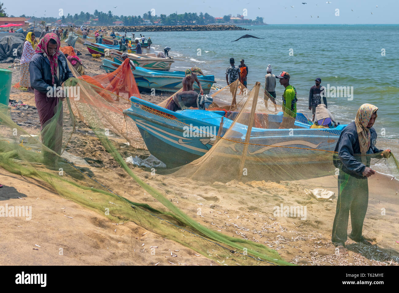 I pescatori Negombo rimuovere il piccolo pesce argento agitando le loro reti mentre i corvi cerchio in attesa di overhead per la possibilità di rubare una preda facile. Foto Stock