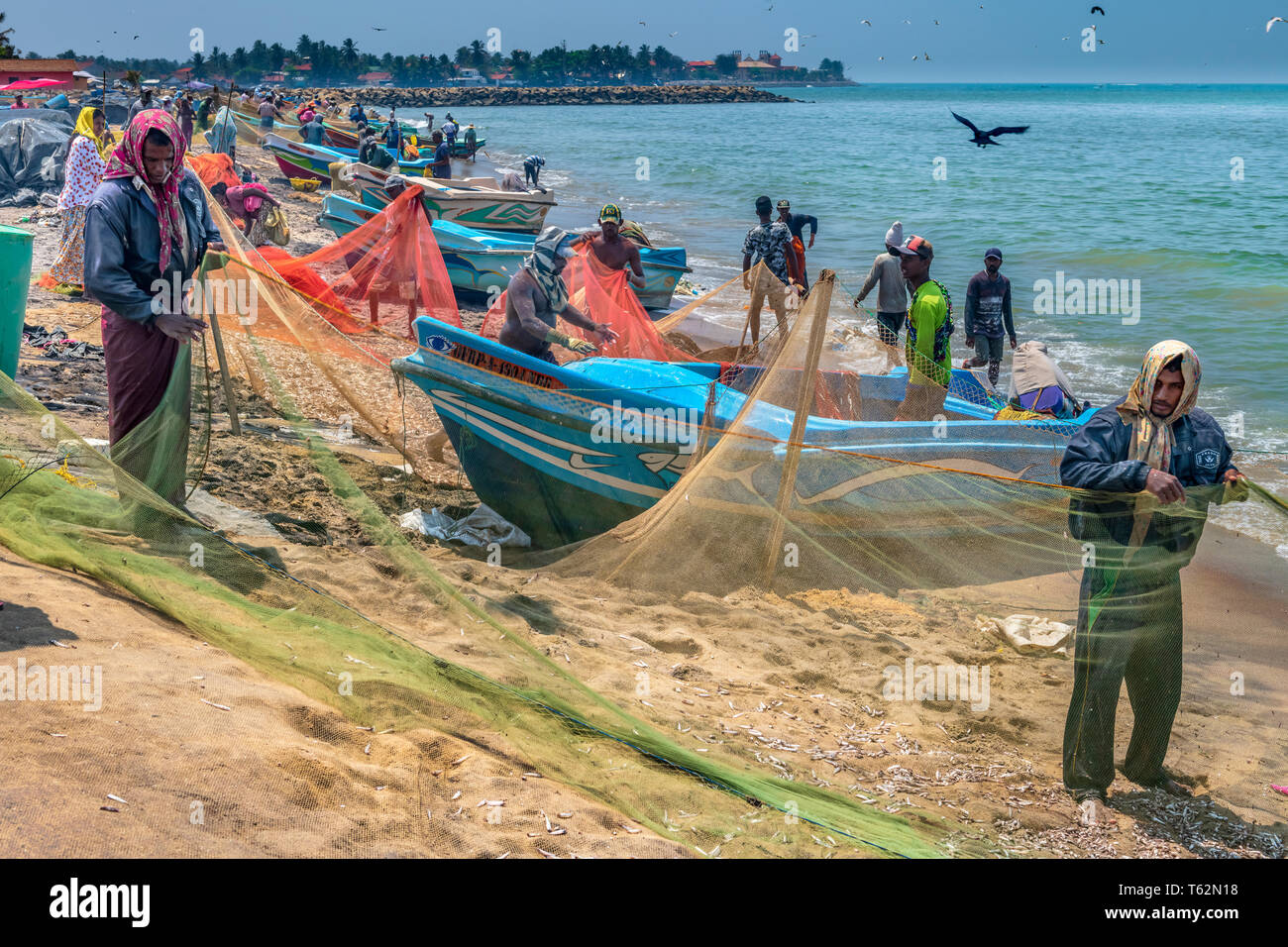 I pescatori Negombo rimuovere il piccolo pesce argento agitando le loro reti mentre i corvi cerchio in attesa di overhead per la possibilità di rubare una preda facile. Foto Stock