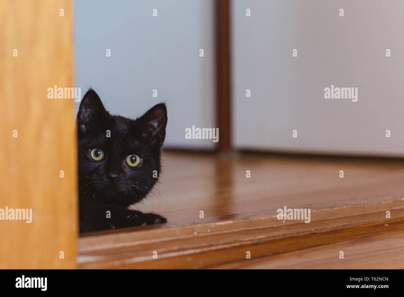 Schwarze Katze Kater / gatto nero maschio Foto Stock