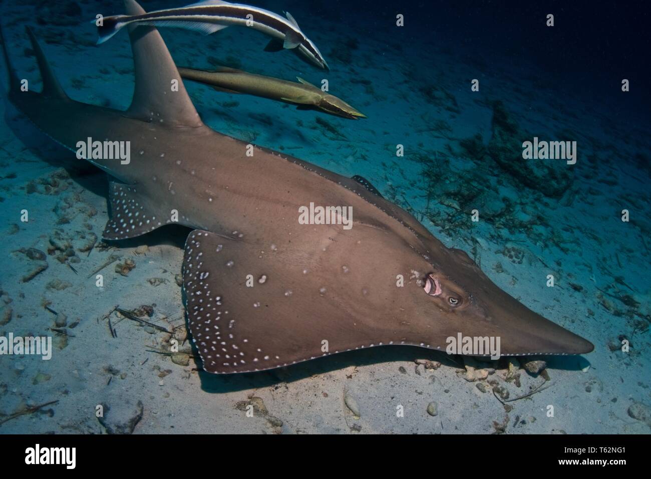 Guitarfish - si guardano come metà ray, metà squalo. La fotografia subacquea in Maldive Foto Stock