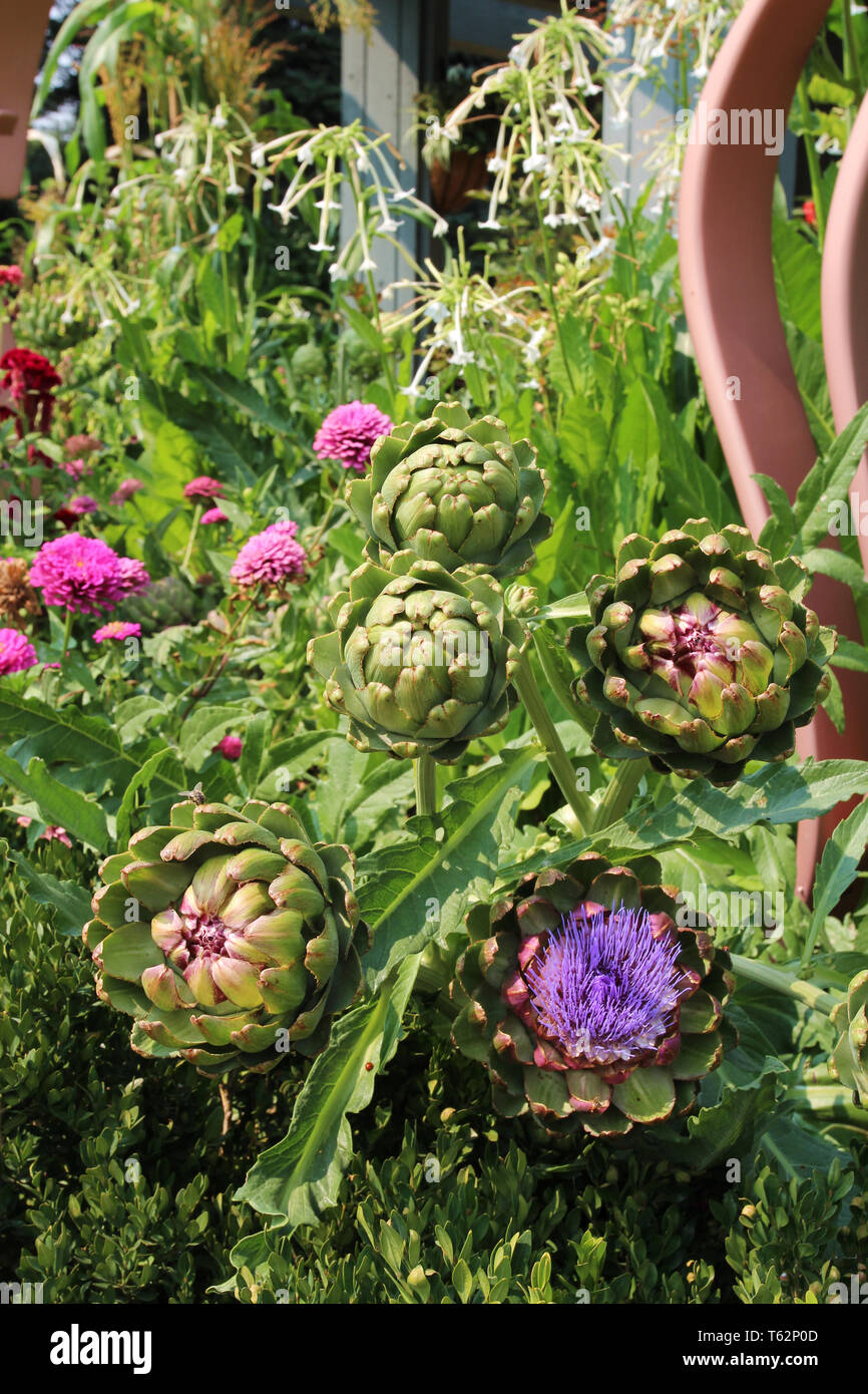 Una pianta di carciofo in stadi diversi di Bloom con una varietà di fiori che crescono in background in Colorado, STATI UNITI D'AMERICA Foto Stock