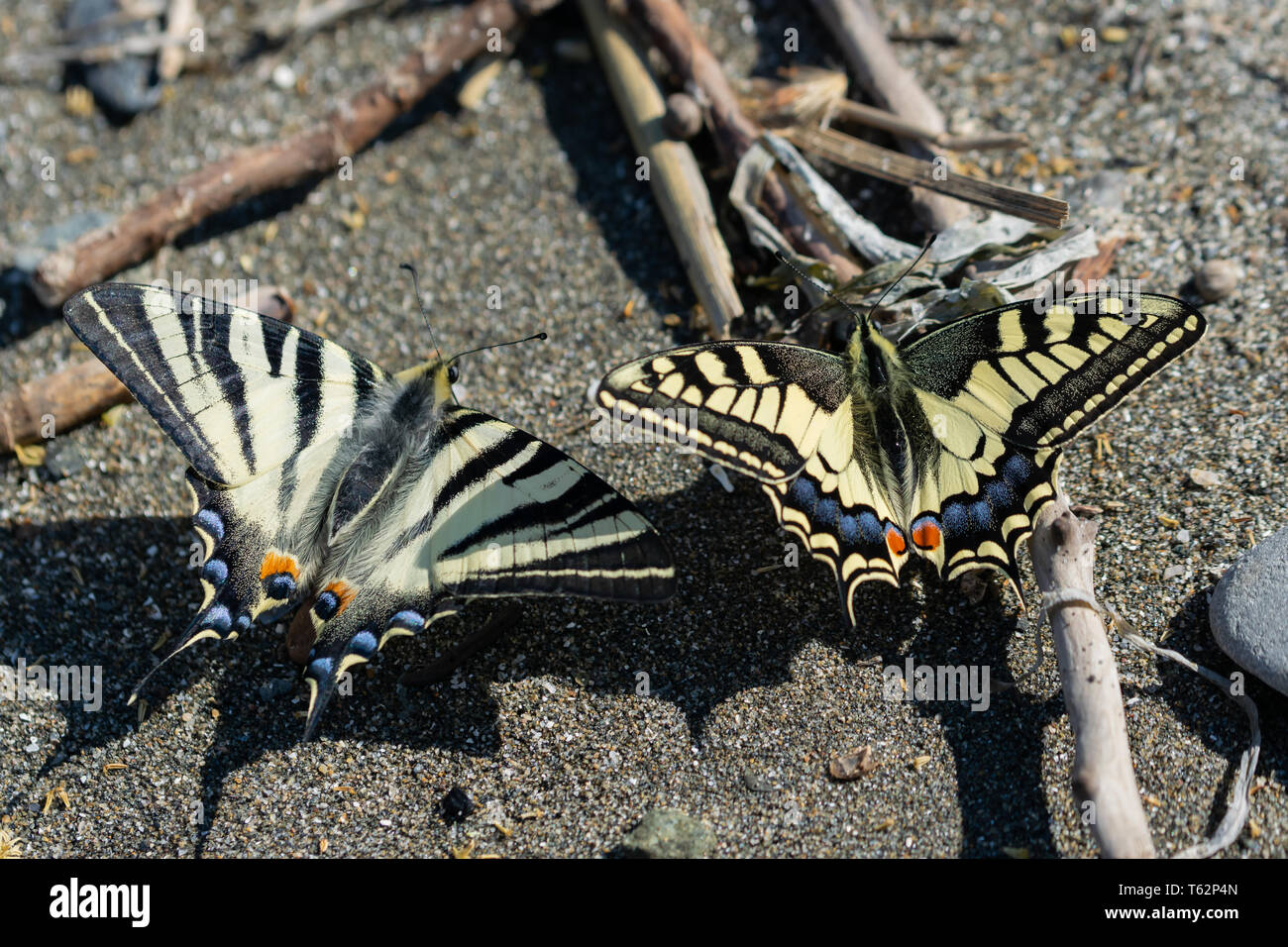 Farfalle sedersi sul terreno in una grande close-up e crogiolarvi al sole. Foto Stock