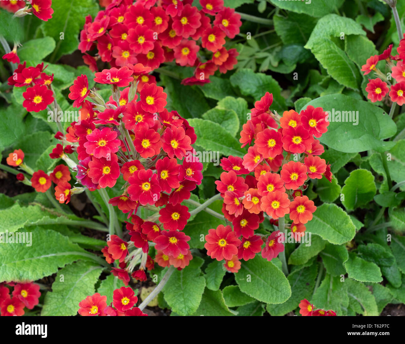 Primula 'Opale di Fuoco" Foto Stock