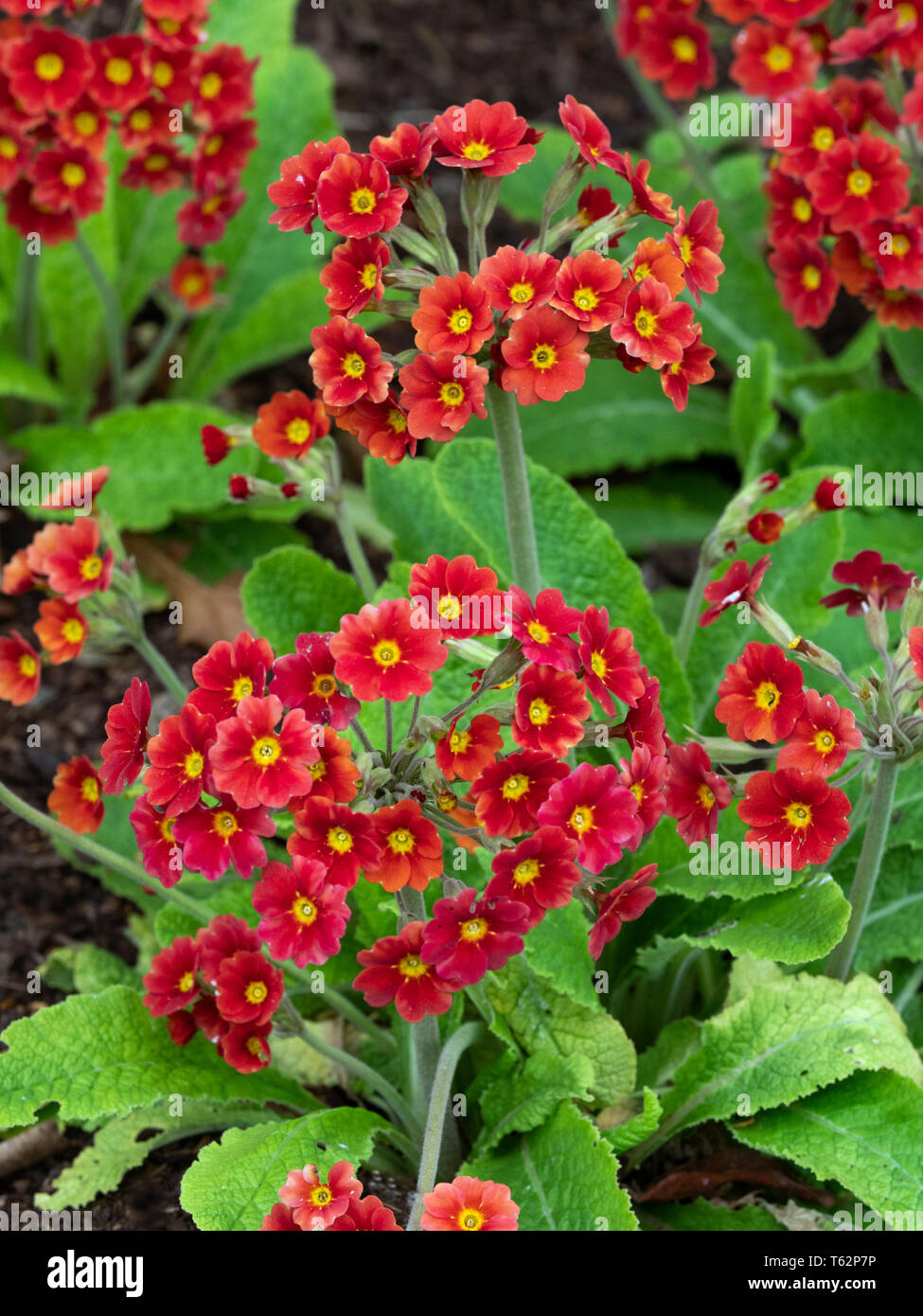 Primula 'Opale di Fuoco" Foto Stock