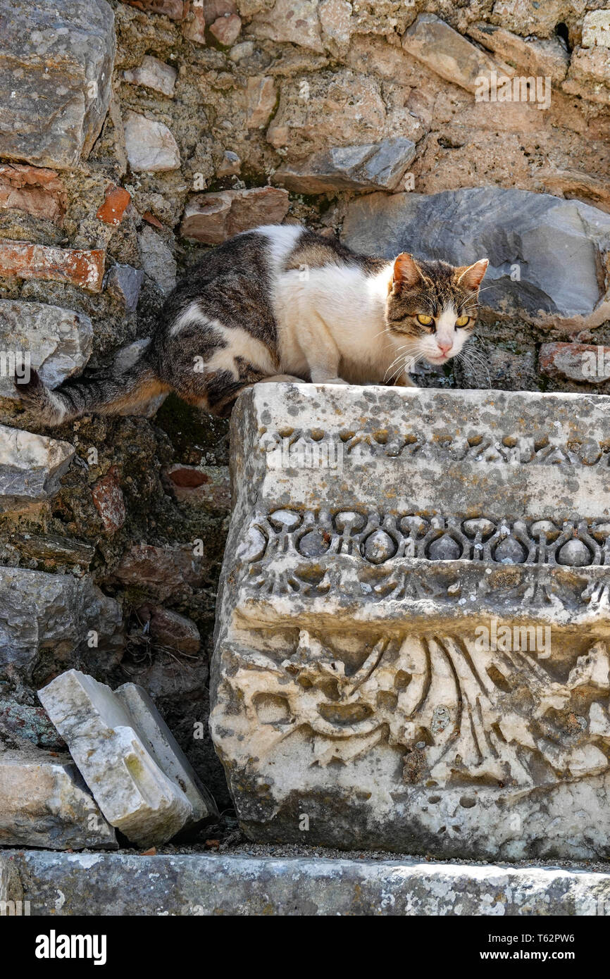 Mimetizzati feral cat scolpito sul blocco di pietra in una popolare località turistica di Efeso, nonché patrimonio dell'UNESCO, Selçuk, Turchia, Foto Stock