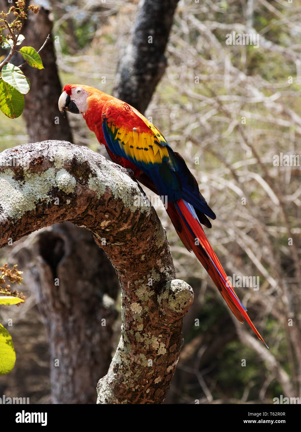 Scarlet Macaw ( Ara macao ), grande e colorata parrot, appollaiato in un albero, wild in Honduras, America Centrale Foto Stock