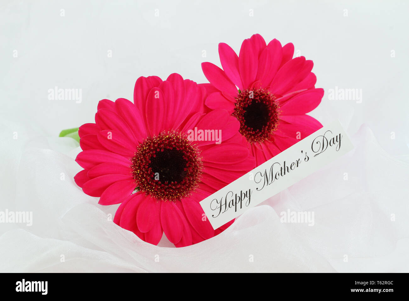 Felice Festa della mamma card con due red gerbera margherite su sfondo bianco Foto Stock