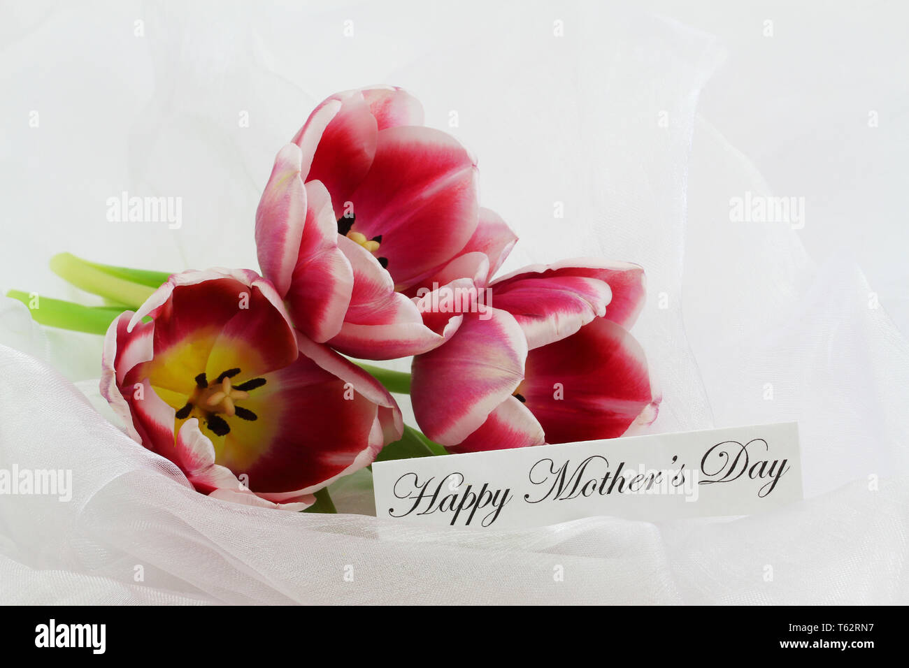 Felice Festa della Mamma con tre colorati tulipani Olandesi su sfondo bianco Foto Stock