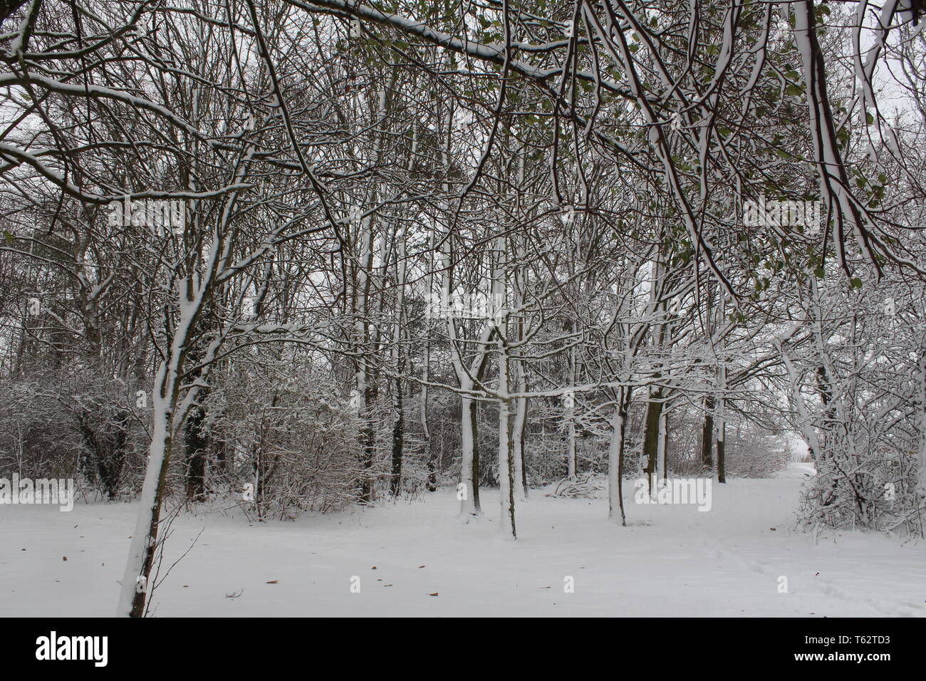 Inverno foresta sparata dopo la nevicata in bianco e nero con la neve appena caduta aggrappata ai rami e a. lati degli alberi Foto Stock