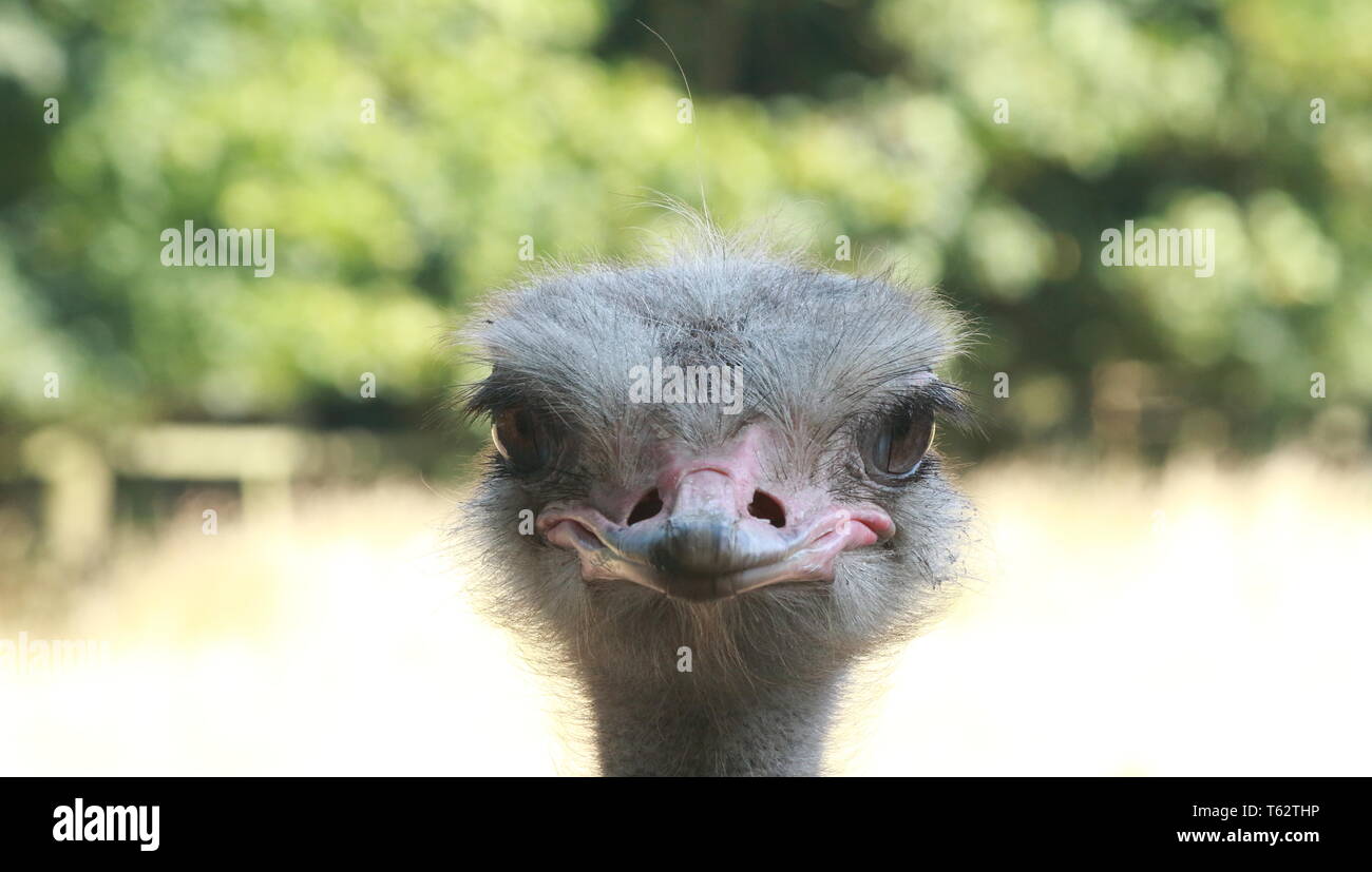 Un ritratto di un Ostrich fastidioso e non impressionato guardando la fotocamera e così fornendo un divertente scatto animale Foto Stock