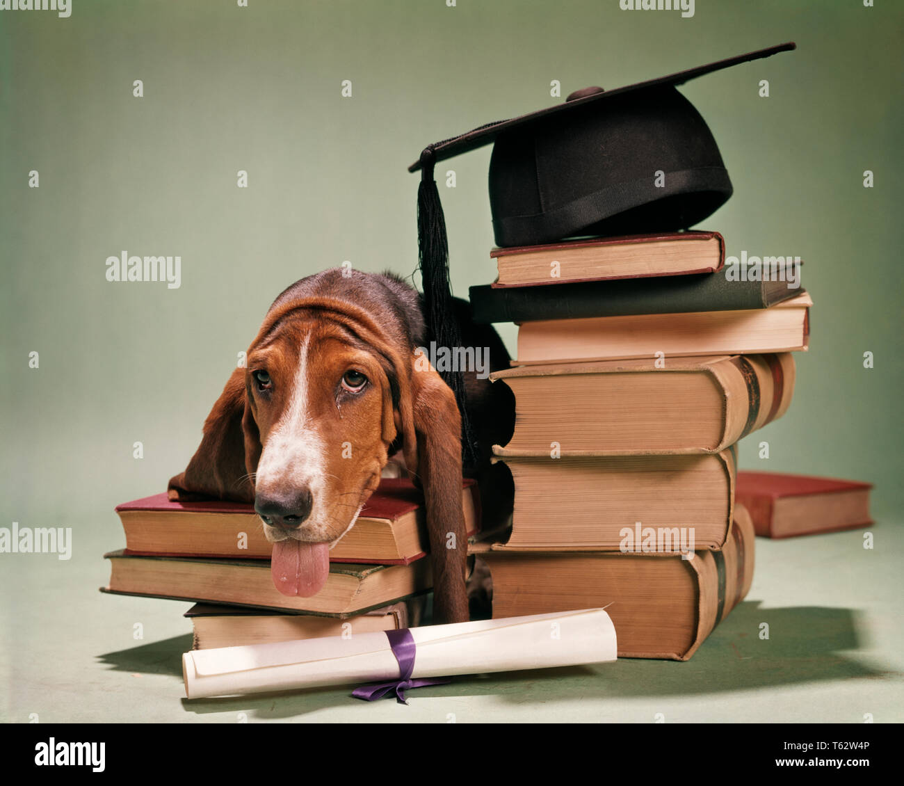 Anni sessanta Basset Hound guardando la fotocamera testa in appoggio su una pila di libri con cappuccio di laurea e diploma - kd2333 HAR001 HARS simboli espressioni laureandosi in appoggio tristezza obiettivi mammiferi umoristico testa e spalle le università e i canini HOUND comico umore POOCH SPESE DI ISTRUZIONE SUPERIORE concetto concettuale commedia collegi MORTARBOARD simbolico concetti canino mammifero lezioni miserabile BASSET cappello e camice COSTO HAR001 in vecchio stile di rappresentazione Foto Stock