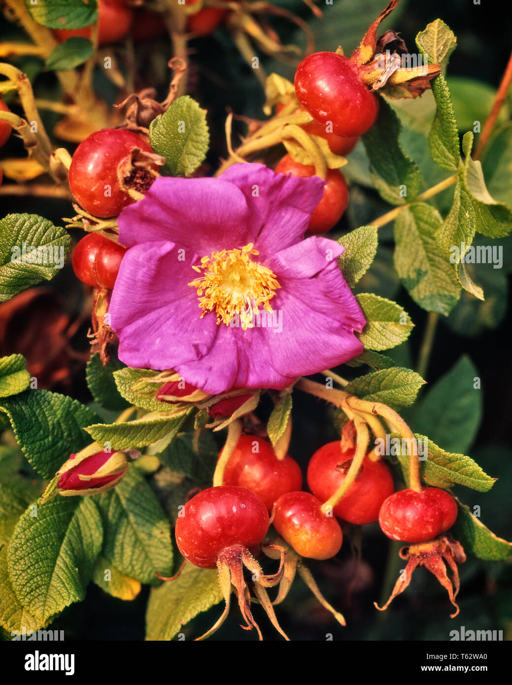 Anni ottanta rosa rosa fiore & Rosa Canina frutto ACCESSORIO UTILIZZATO IN TISANE JAM JELLY marmellata zuppa di acquavite di vino e il prurito in polvere - kf13495 prosciutto001 HARS in vecchio stile Foto Stock