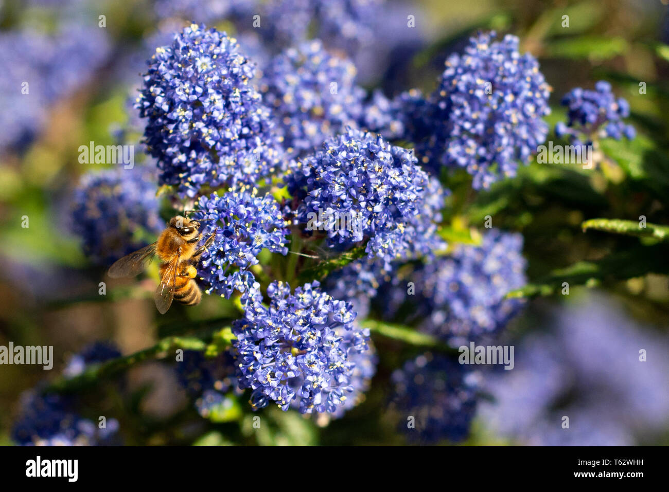 Honeybee raccogliendo il polline sui fiori selvatici blu Foto Stock